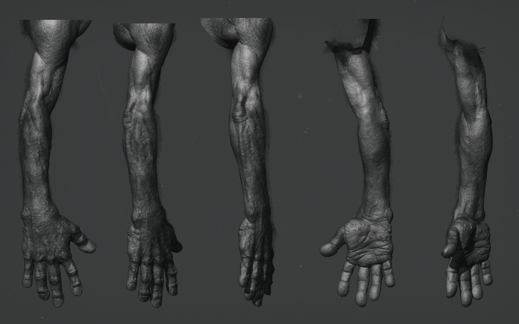 Forearm and hand anatomy study, five-pose turnaround